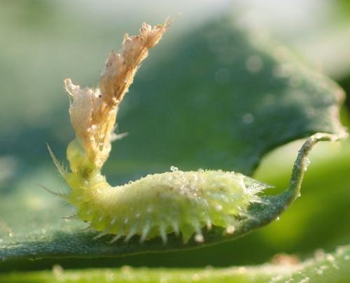 Réf. 235 119 : Cassida nebulosa
